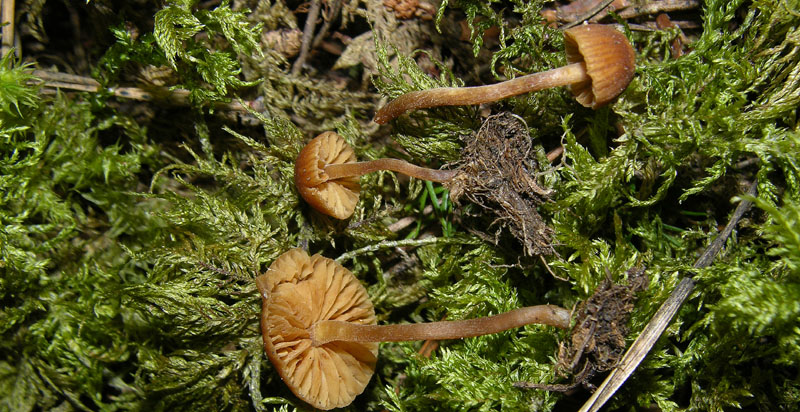 Galerina da deteminare n�11.